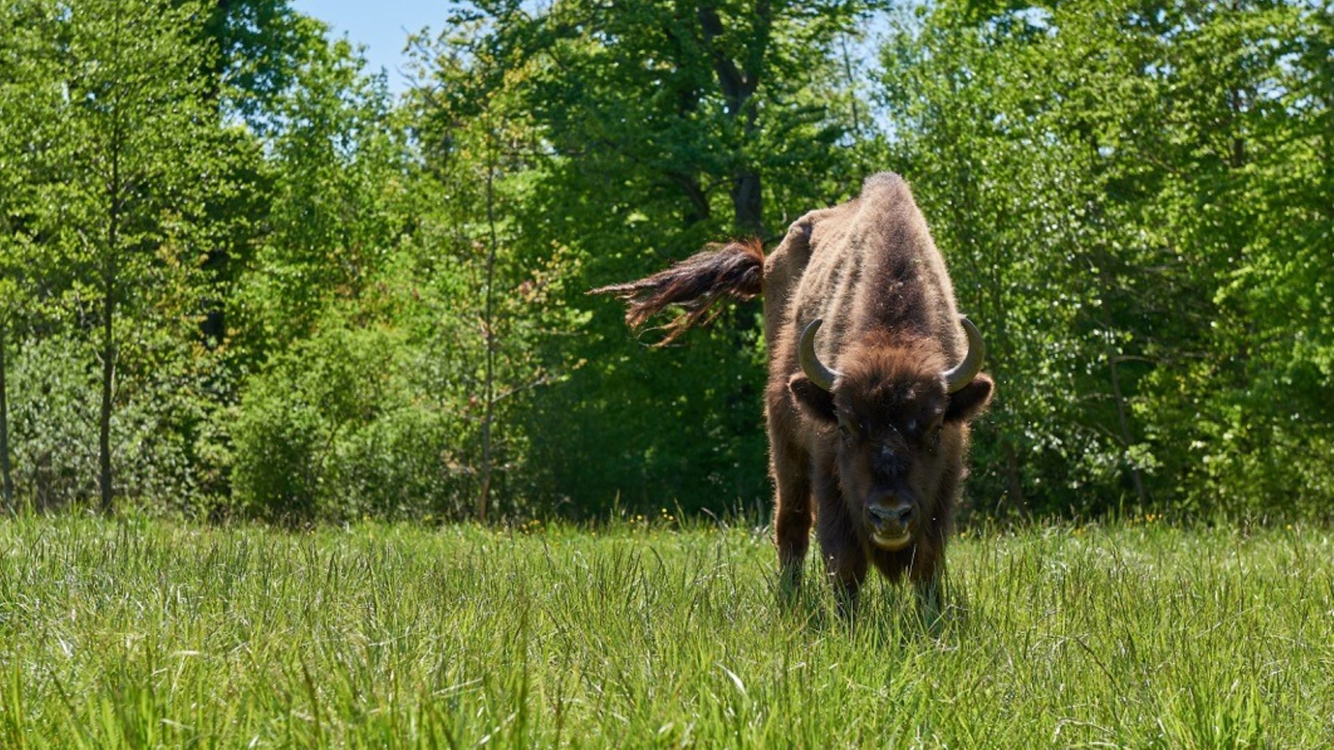 A bison in a meadow