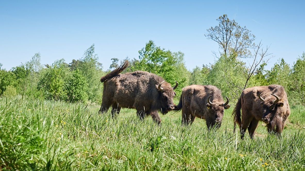 Bisons in a meadow