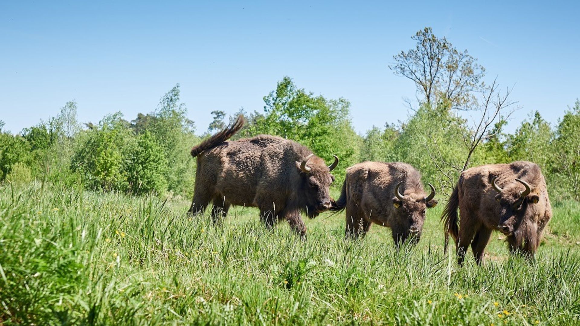 Bisons in a meadow