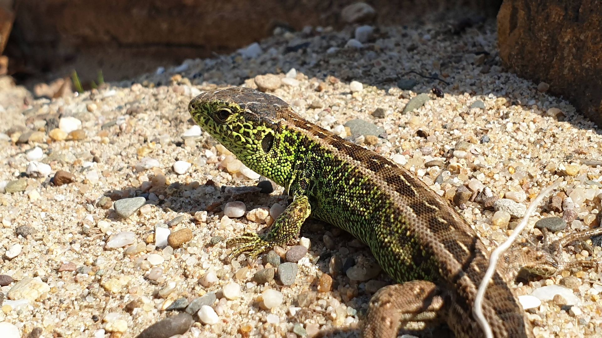 Picture of a sand lizard on the ground
