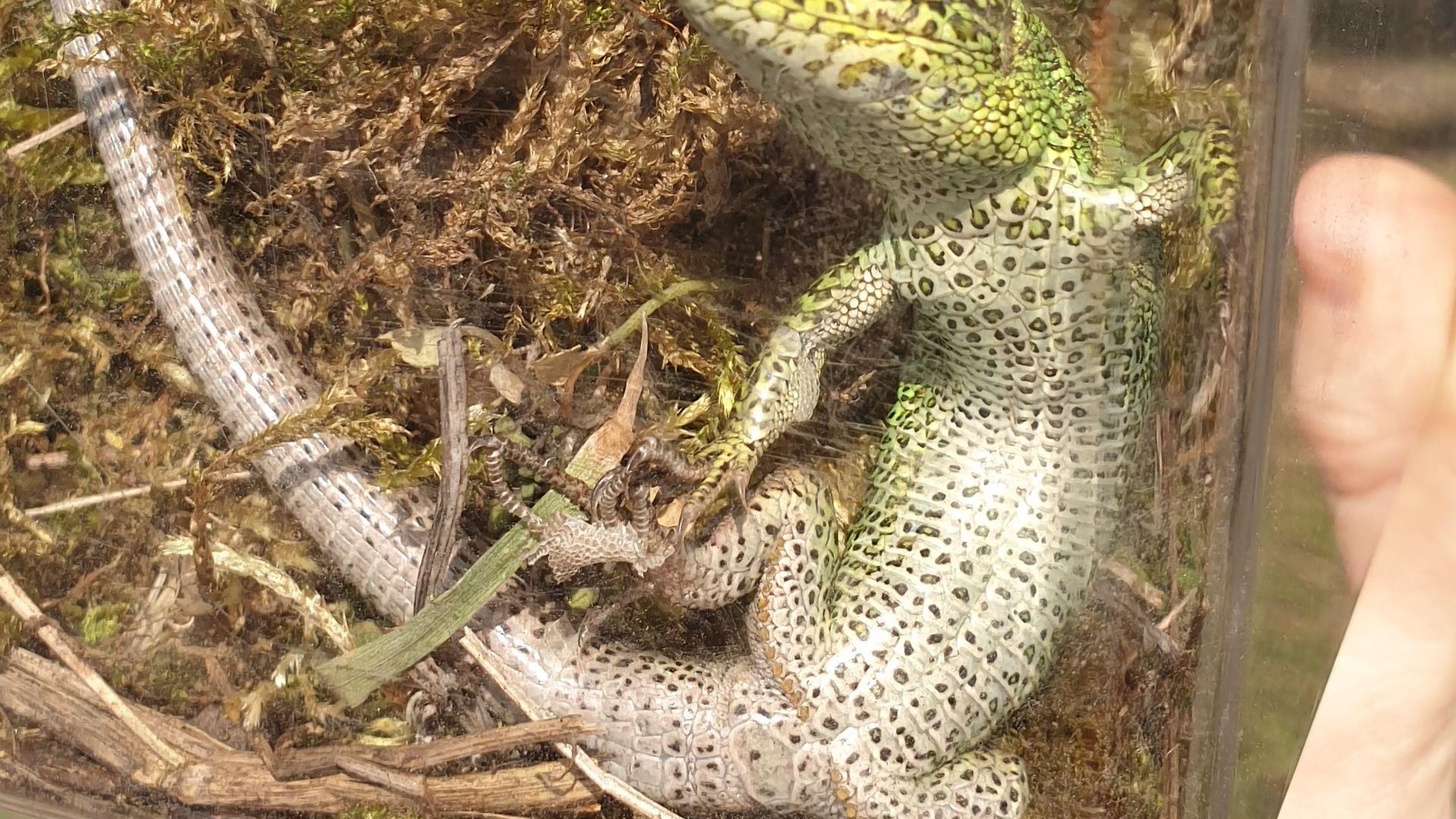 The sand lizard in a transparent box ready for relocation