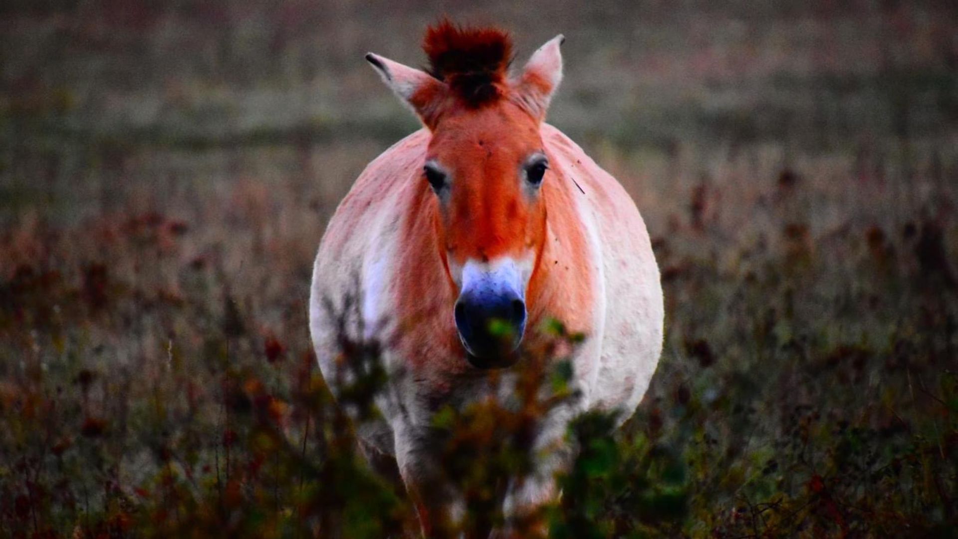 Close-up of one of the wild horses in the paddock in Aschaffenburg