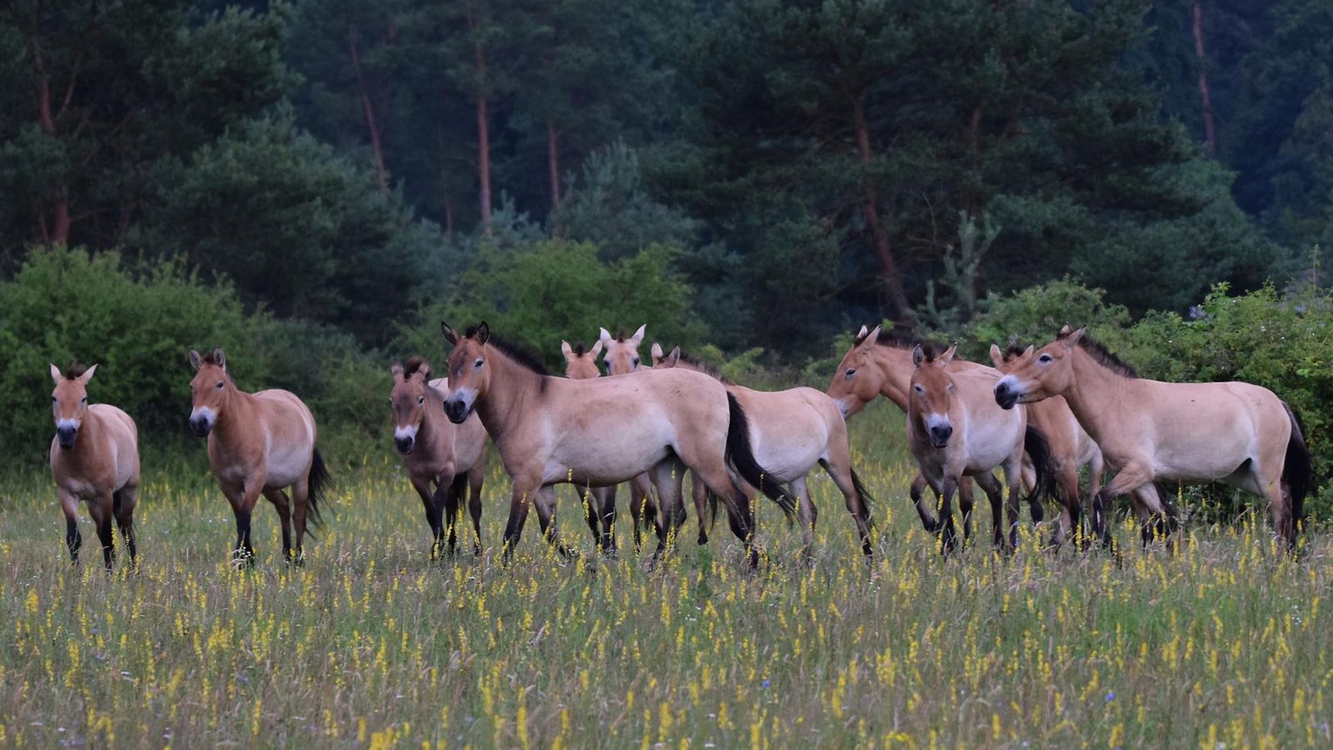 A herd of wild horses in the paddock in the Aschaffenburg Nature Park.
