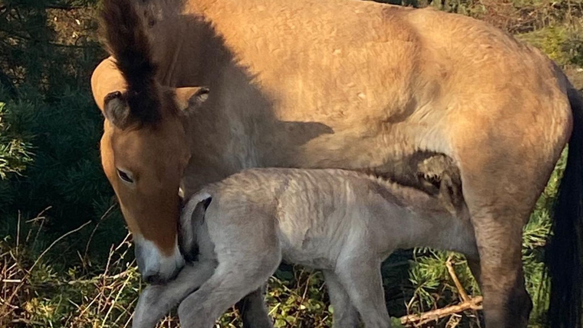 Close-up of a wild horse mare in the sunlight with a brown coat, suckling her foal in the paddock.