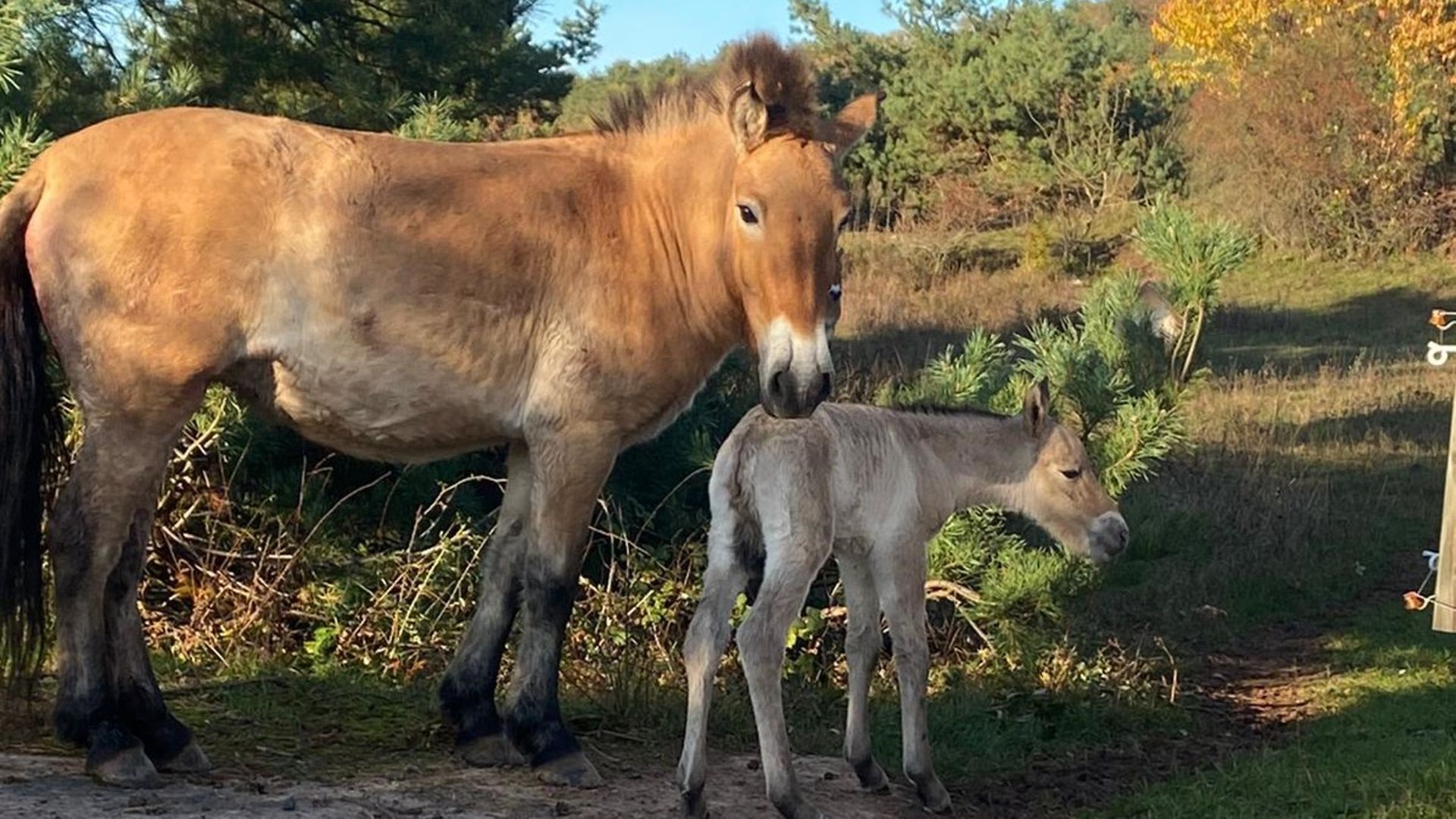 A young Przewalski's wild horse fole with its mother in the paddock.