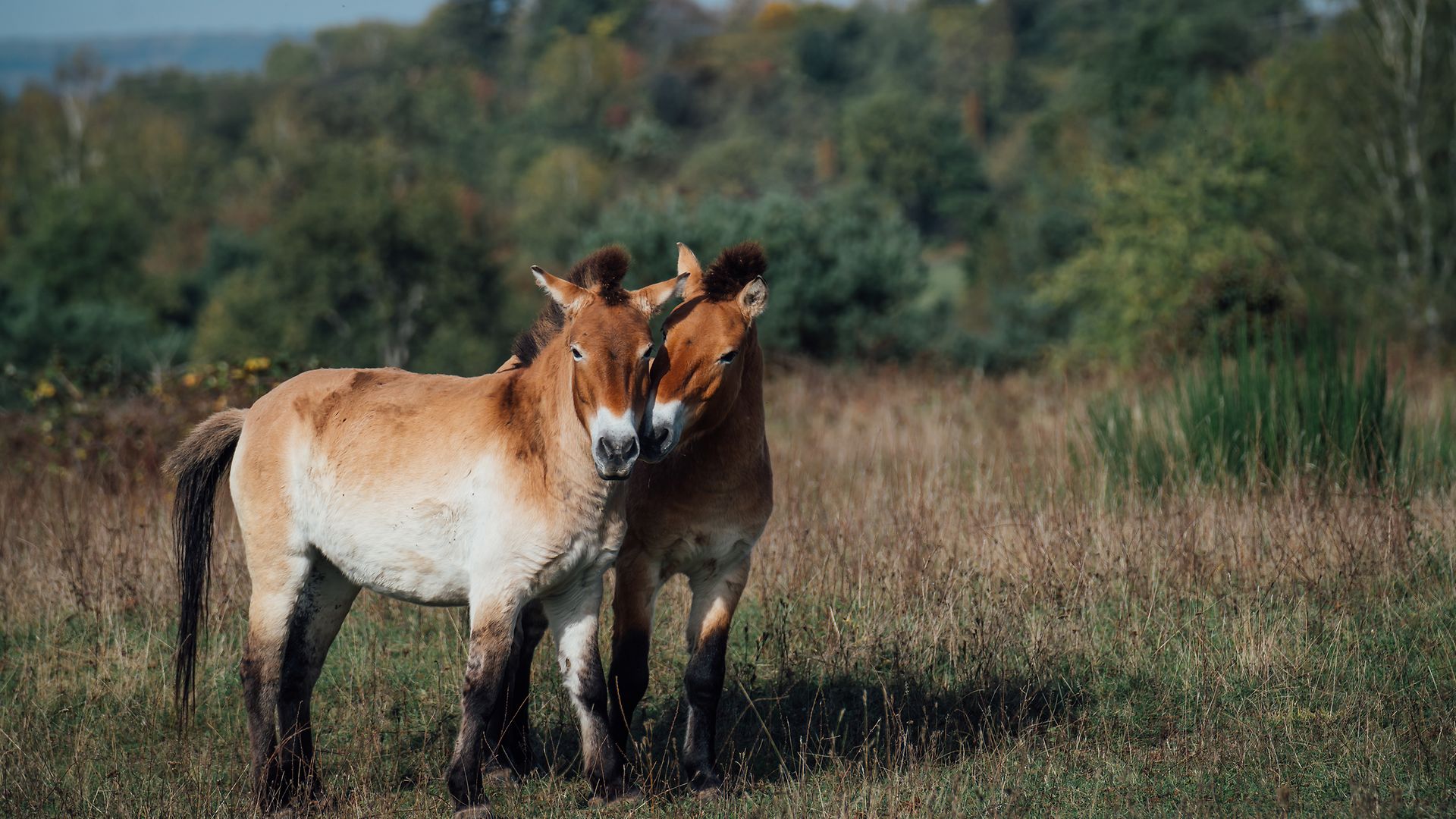 Wild horses help Deutsche Bahn preserve habitats.
