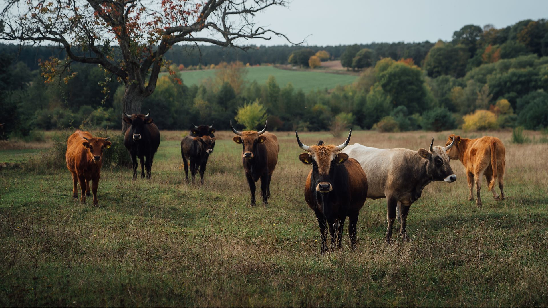 At the National Natural Heritage Site in Aschaffenburg, around a dozen Heck cattle ensure optimal grazing of the green spaces.