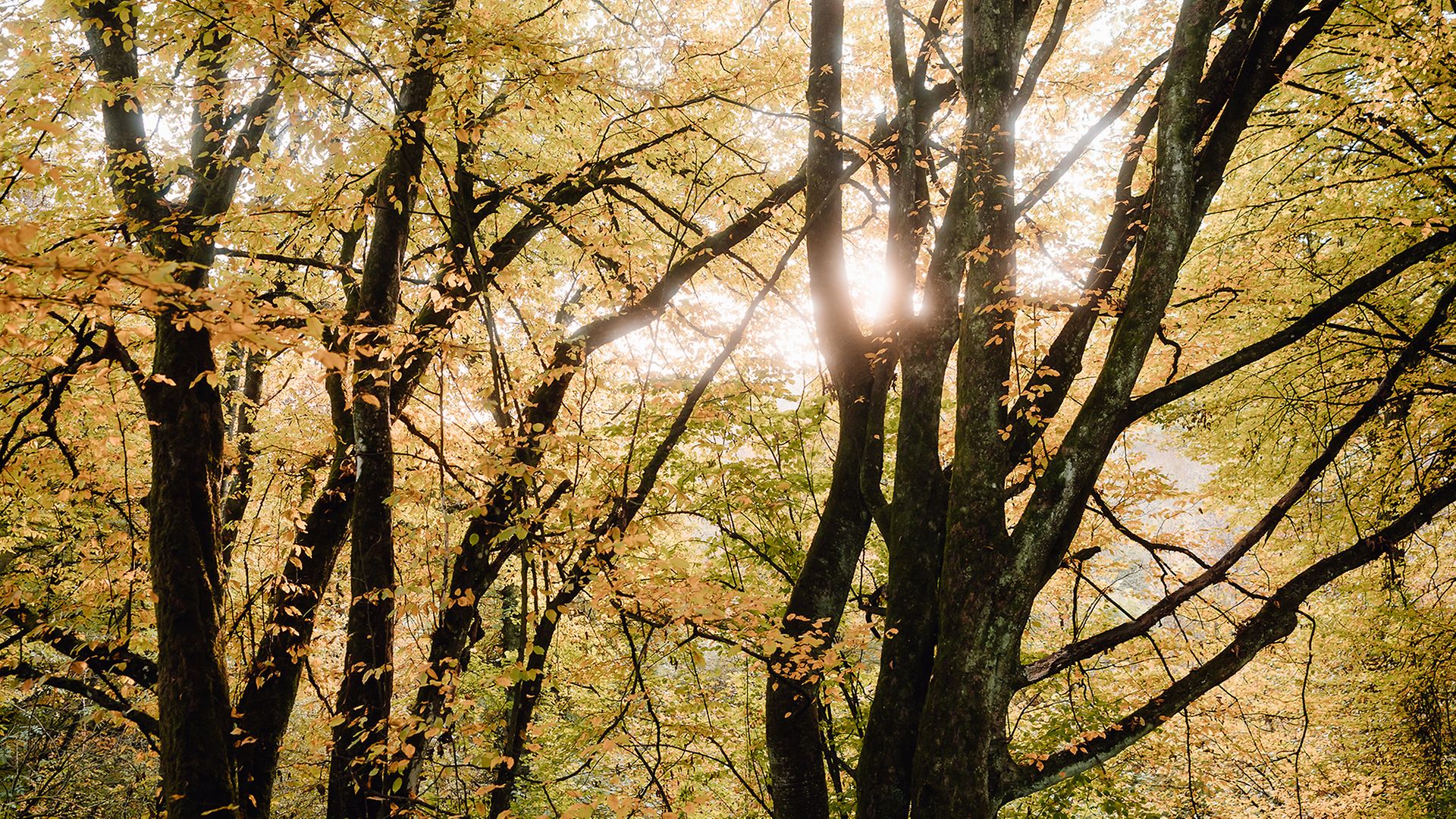 The Elmer Forest in eastern Hesse is allowed to develop without human intervention.