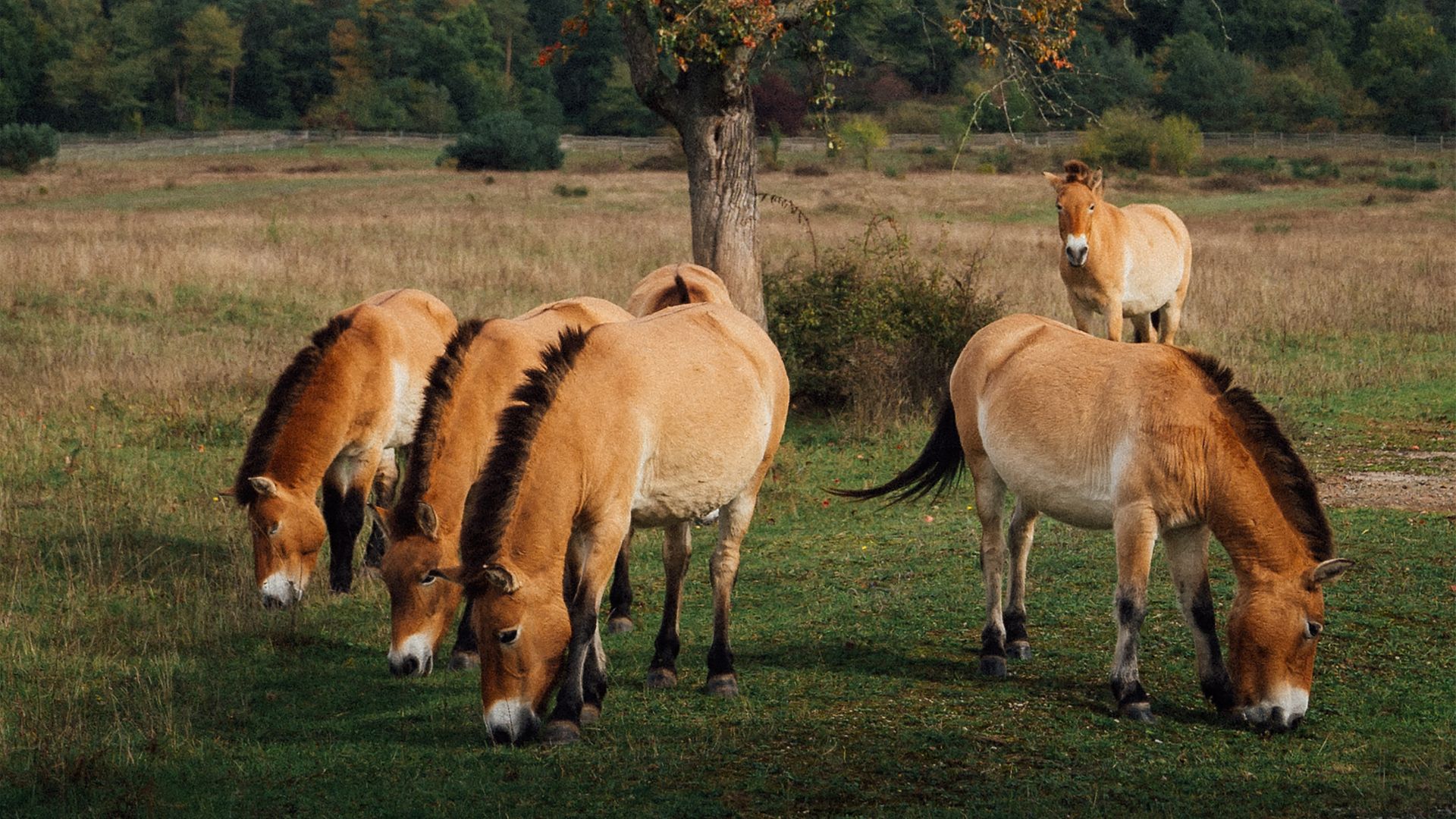 Prewalski's horses graze land near Aschaffenburg, making sure that these areas do not become overgrown.