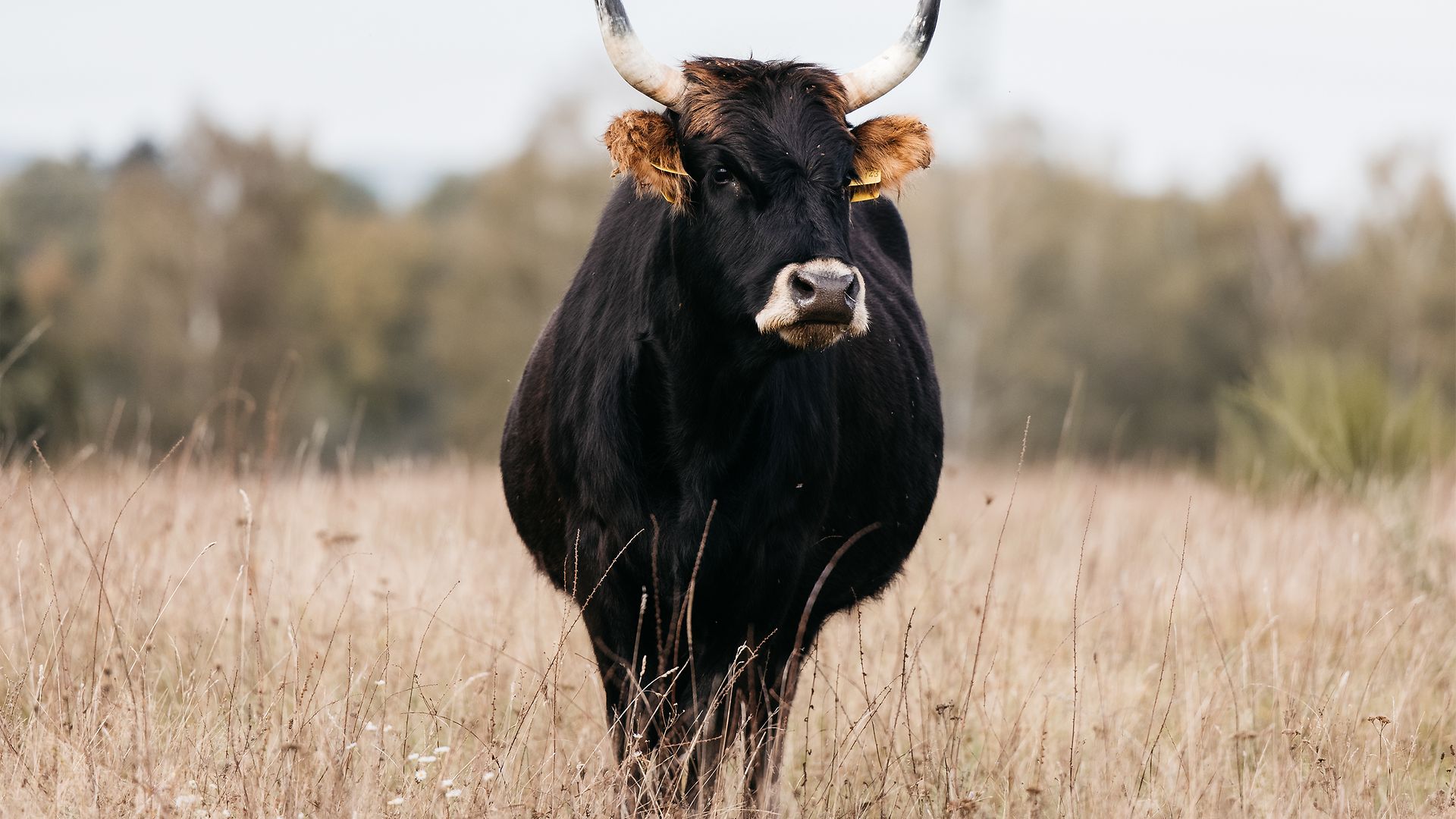 A cow is standing in the meadow.