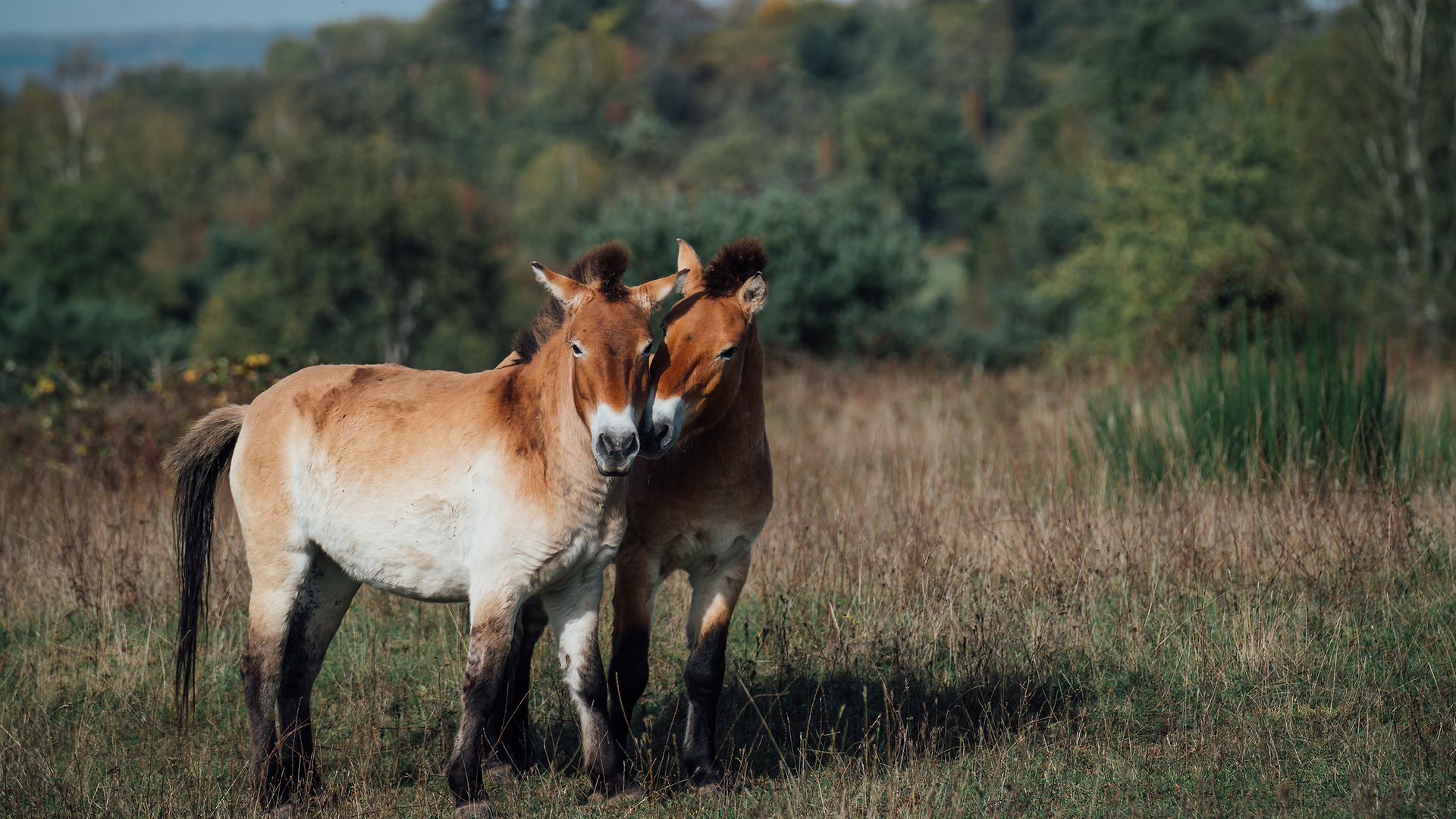 Two Przewalski's wild horses rubbing their nostrils together and standing in a green pasture.