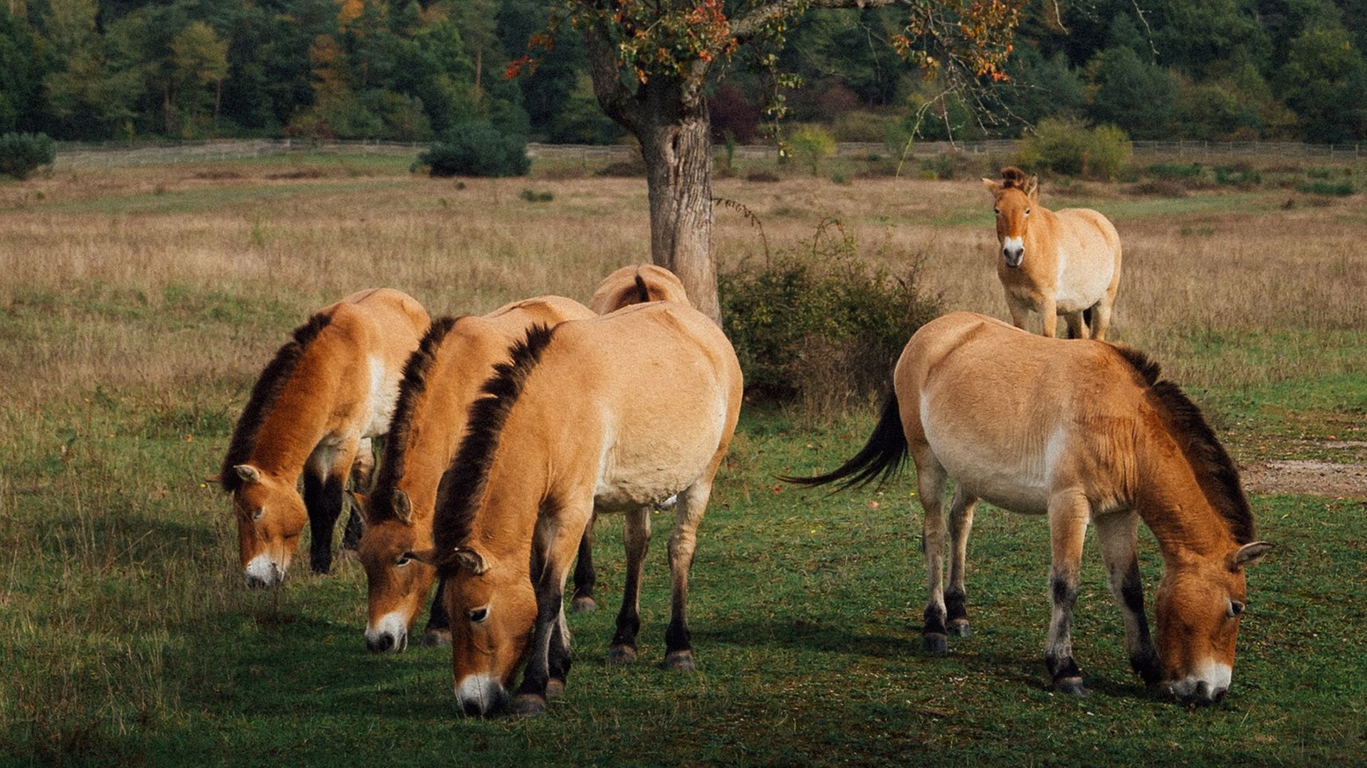 A group of five Przewalski's wild horses grazing in the green paddock with bushes and trees in the background.