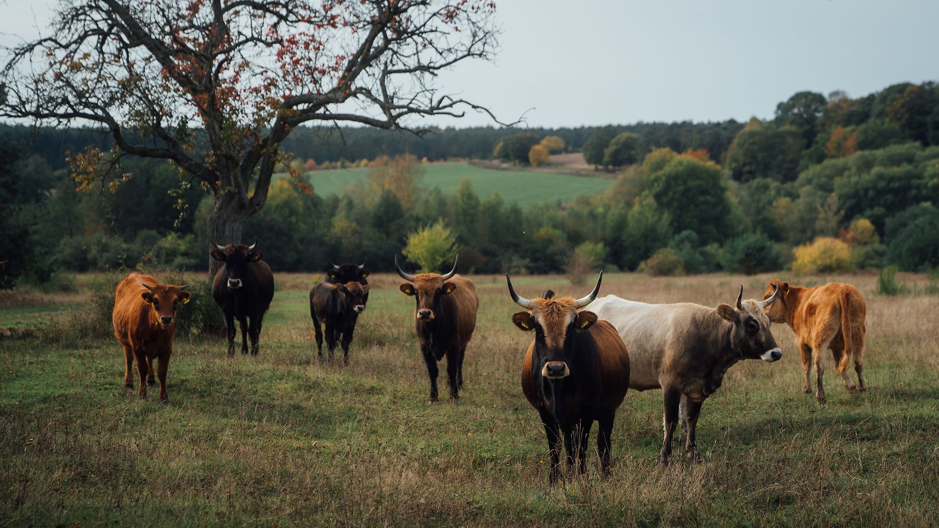 A herd of several brown and black Heck cattle standing in a green pasture with trees in the background.