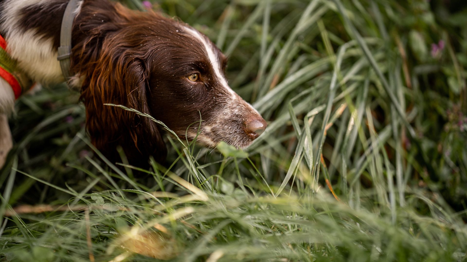 A species detection dog sniffs around in the tall grass.