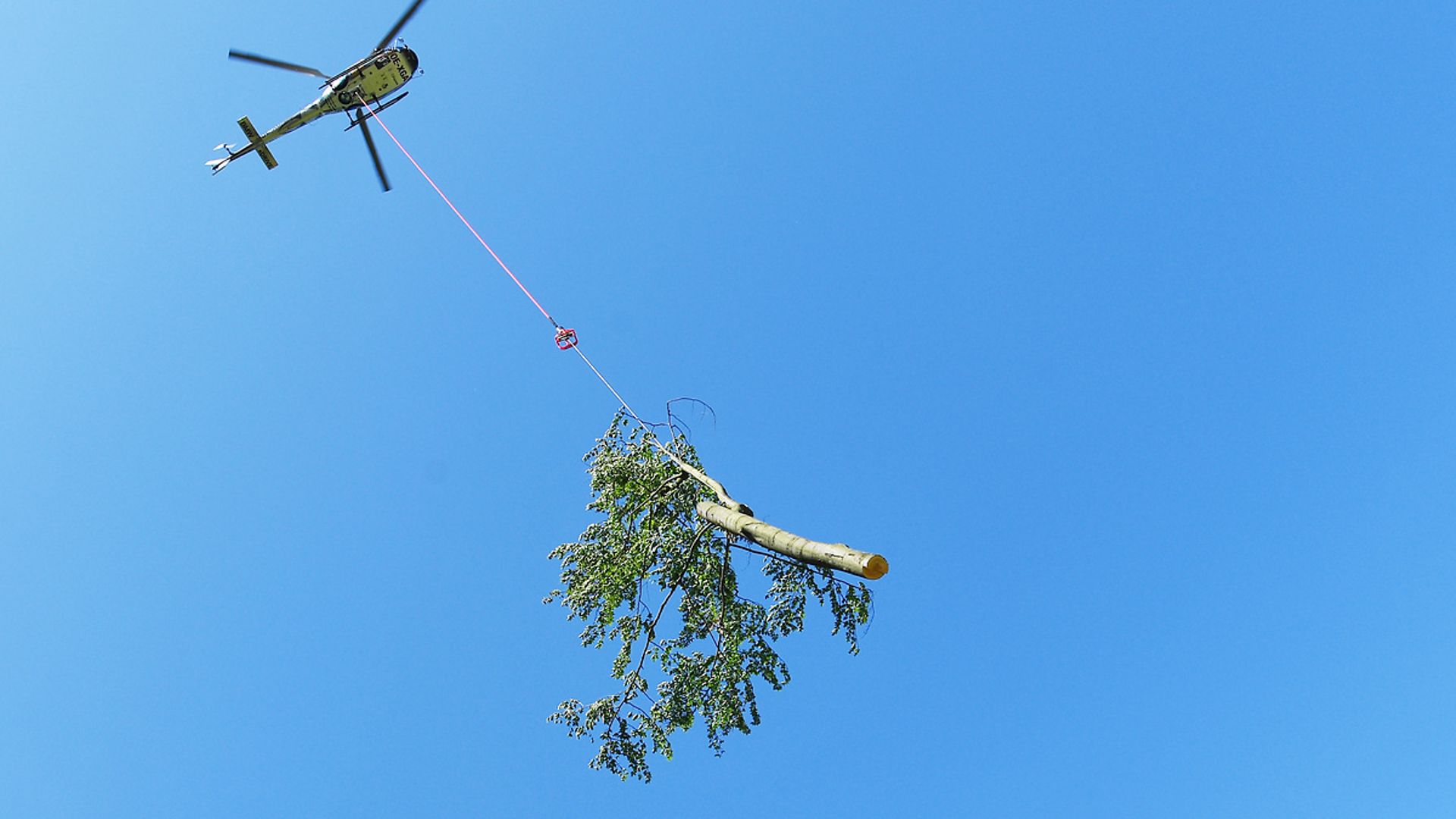 A helicopter transports a tree on a rope. 