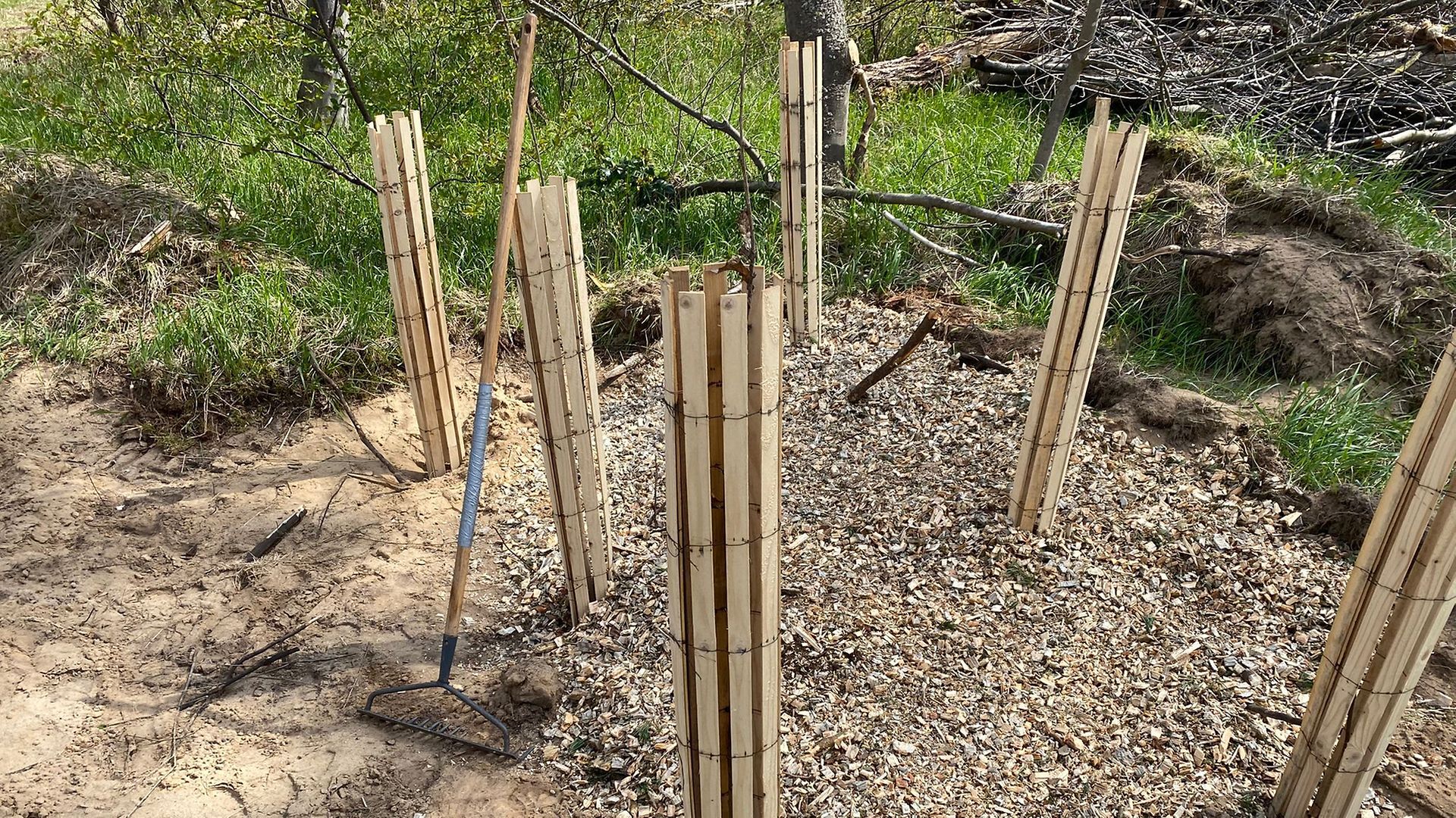 Sechs Baumsetzlinge mit Bissschutz stehen in einem neu gesetzten Pflanznest.