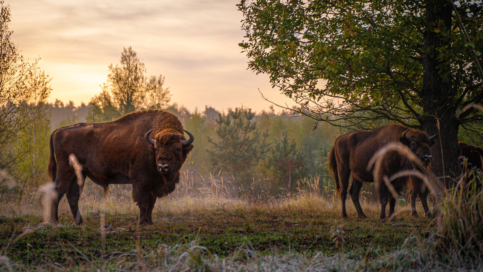 Two bison graze on the meadow at dusk.
