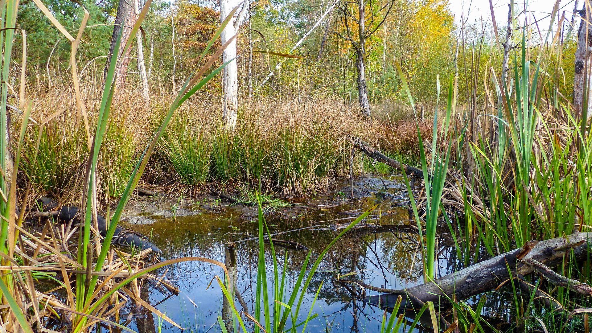 Marsh landscape with water and reeds in the foreground