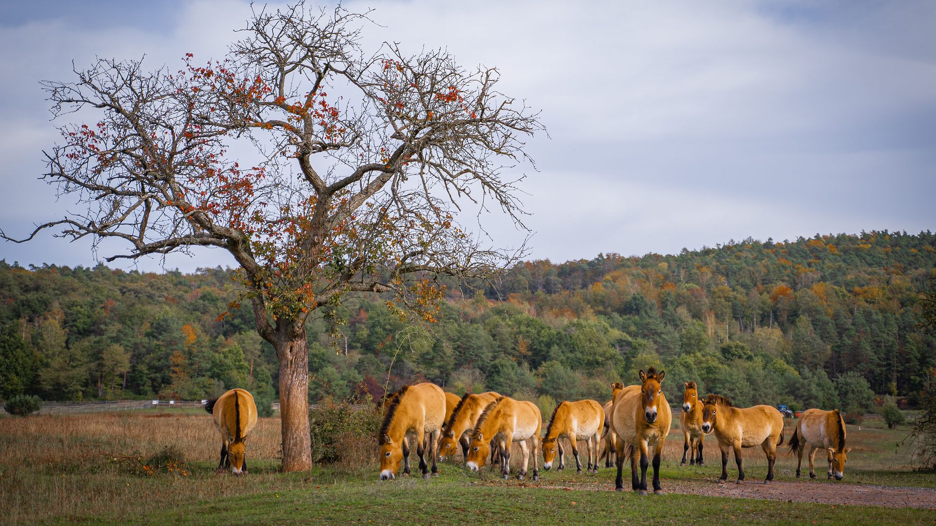 Przewalski's horses in a meadow