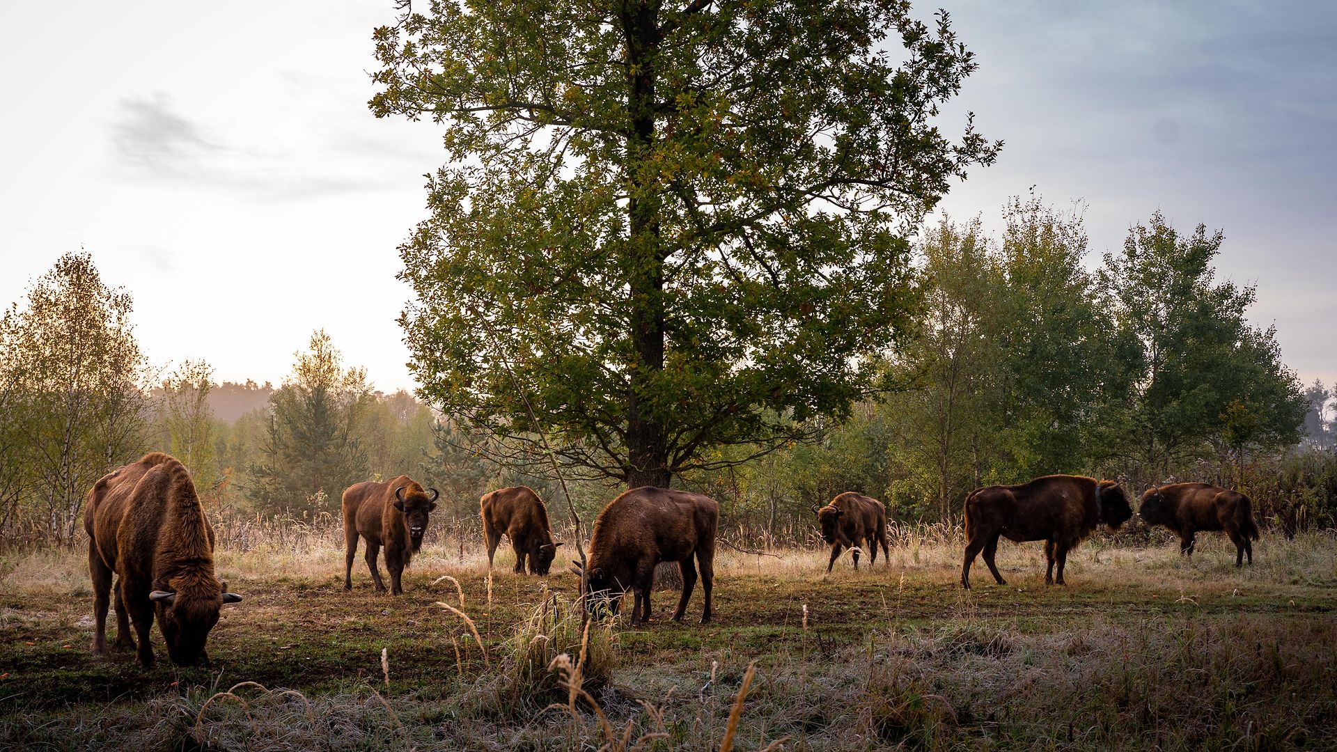 A herd of bison grazing on a pasture in the evening light, with the edge of the forest in the background.