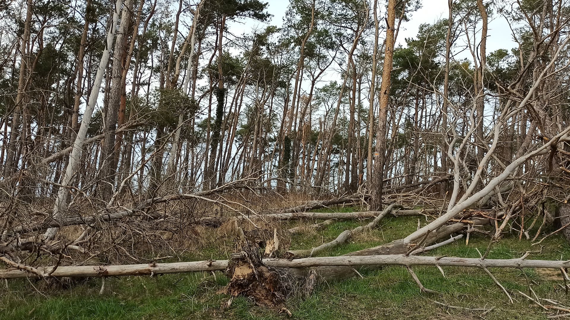 Deadwood in a forest