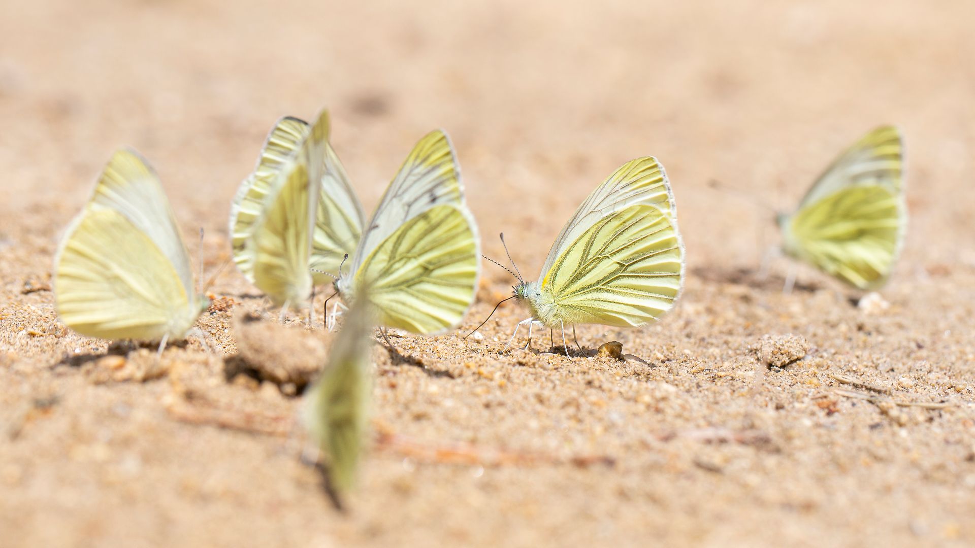Butterflies on sand