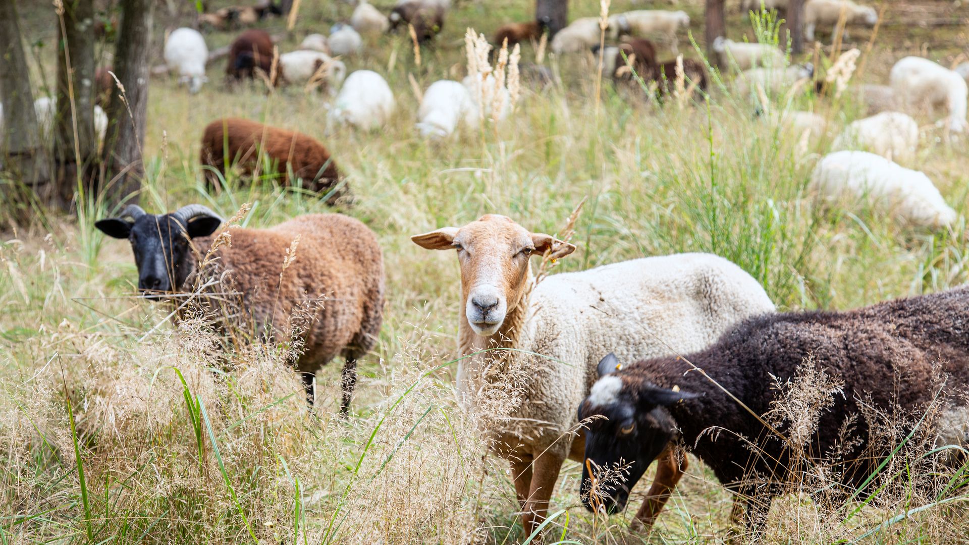 A flock of sheep grazing in the countryside