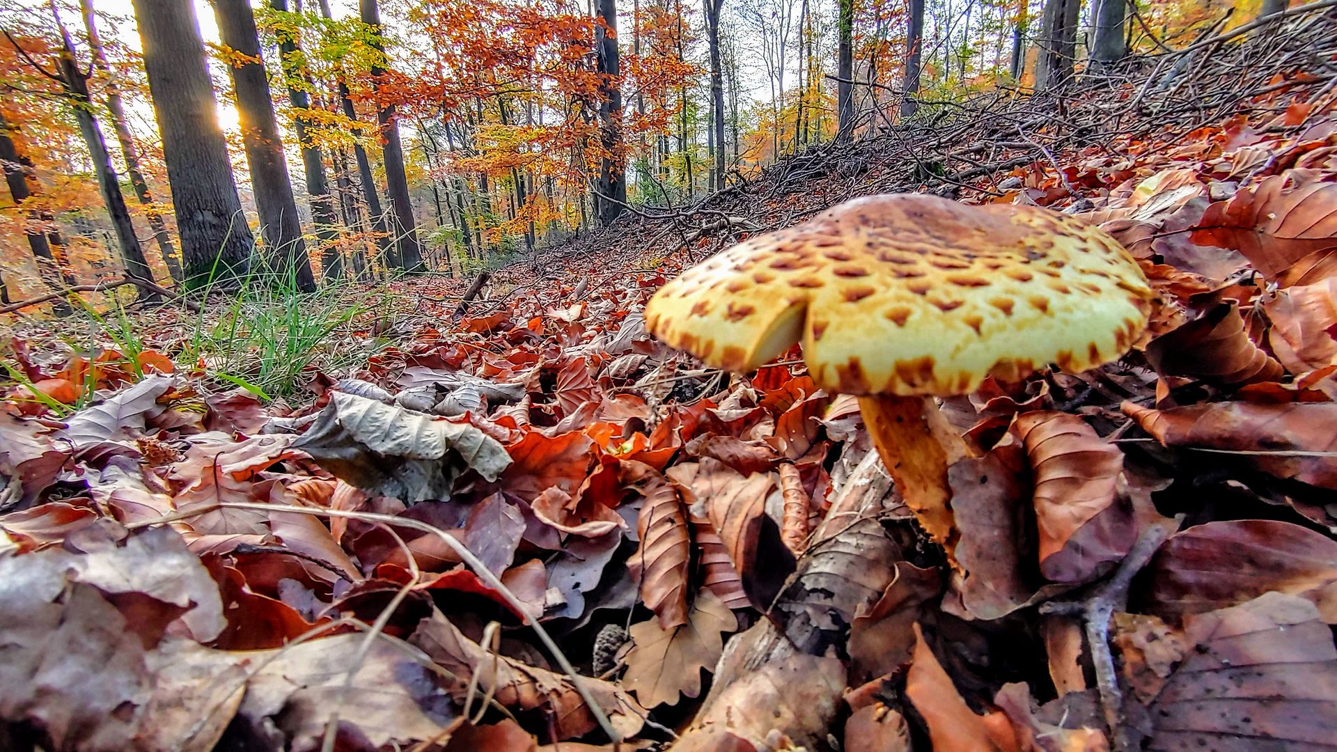 A mushroom in the leaves on the forest floor