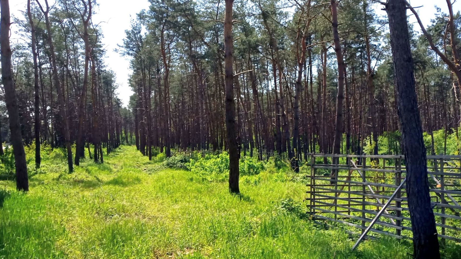 Forest with green grass and clearing