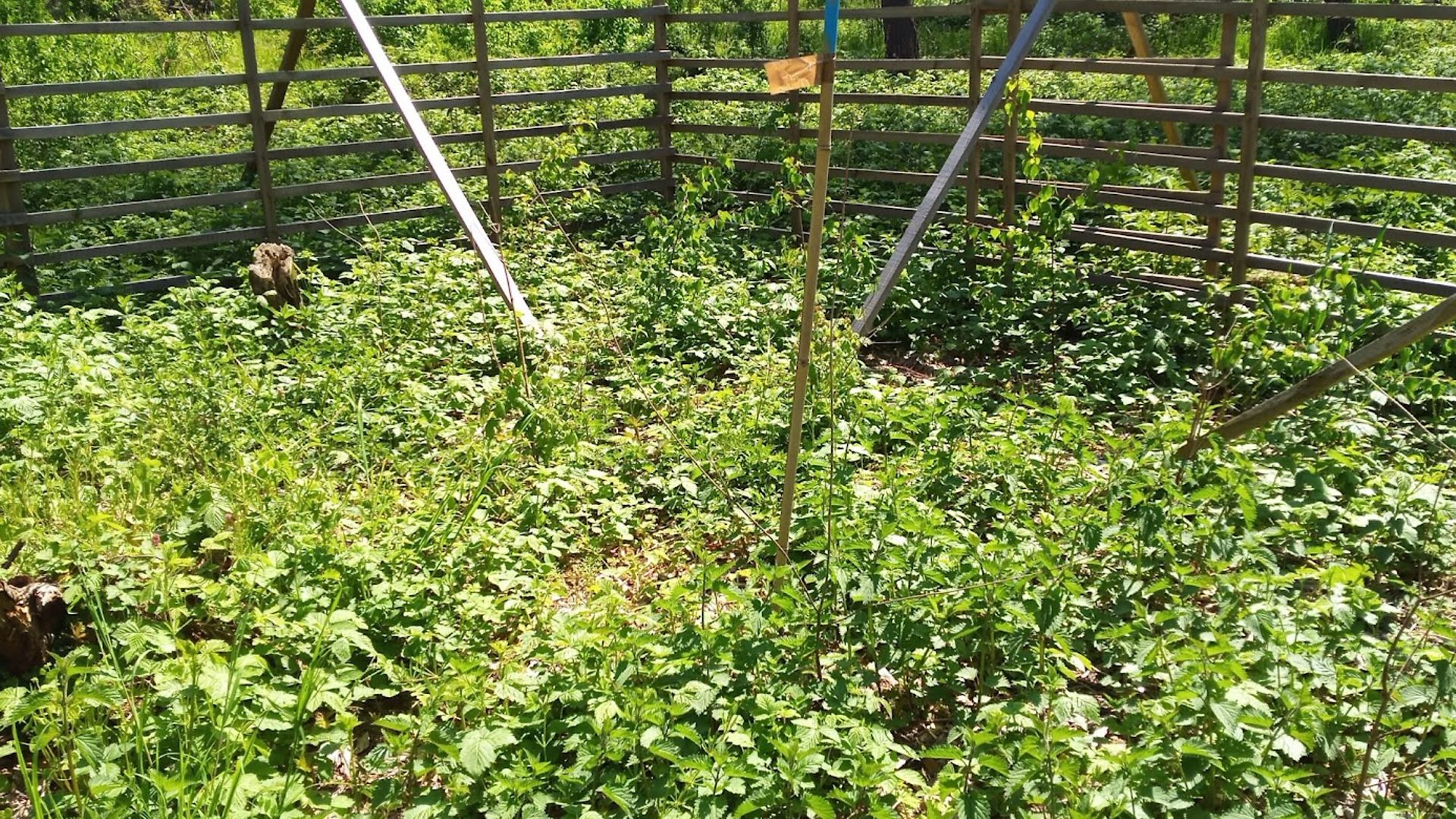 Fenced-off area with various types of shrubs