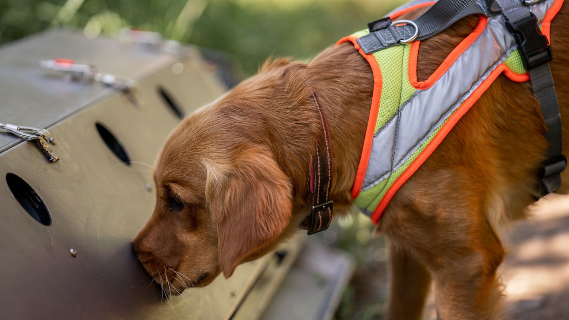 A dog sticking his nose in the so-called scentbox.