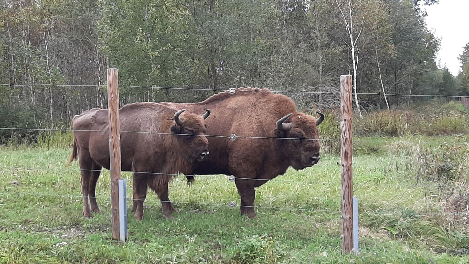 Bison and calf standing in a pasture, visible from the nature trail.
