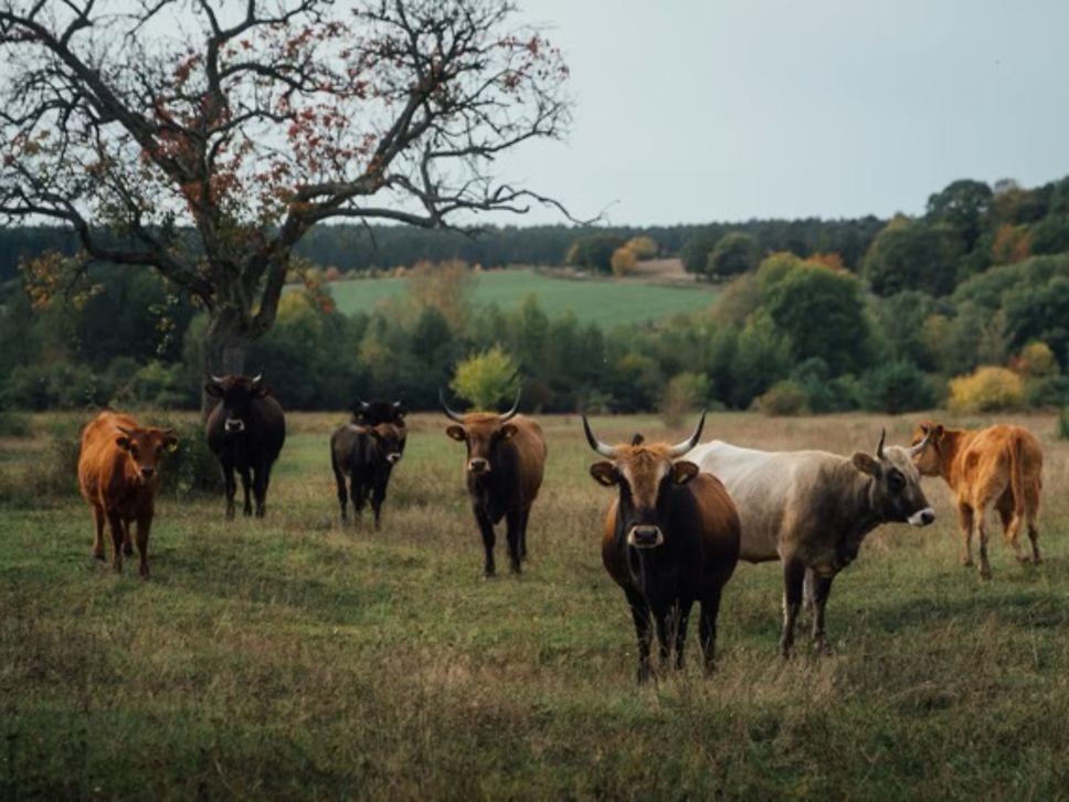Im Nationalen Naturerbe Aschaffenburg sorgt rund ein Dutzend Heckrinder für eine optimale Beweidung der Grünflächen.