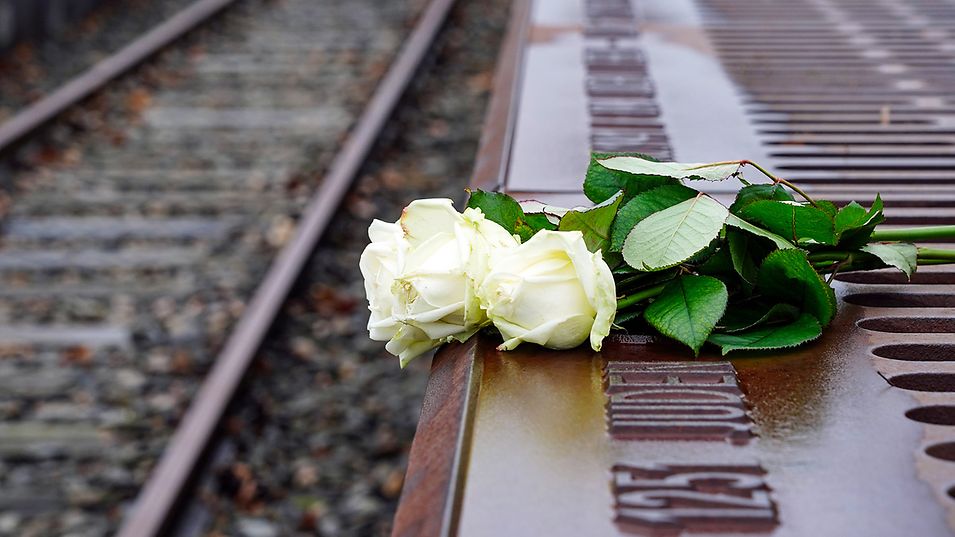 Weiße Rosen liegen zum Gedenken an den Holocaust am Mahnmal 17 in Berlin.