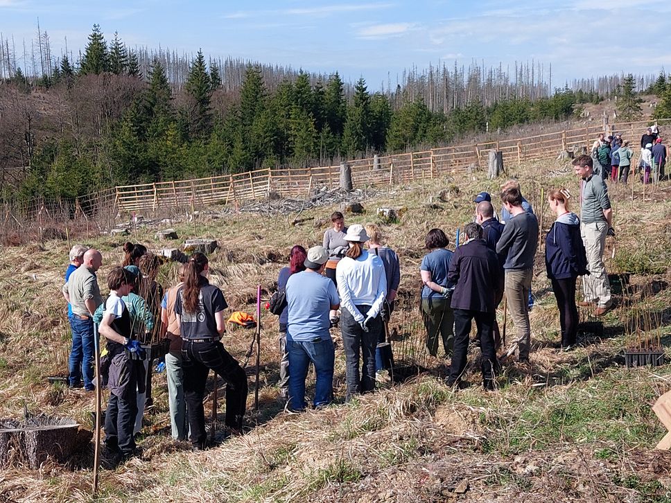 Participants planting young trees on a site in the Harz region