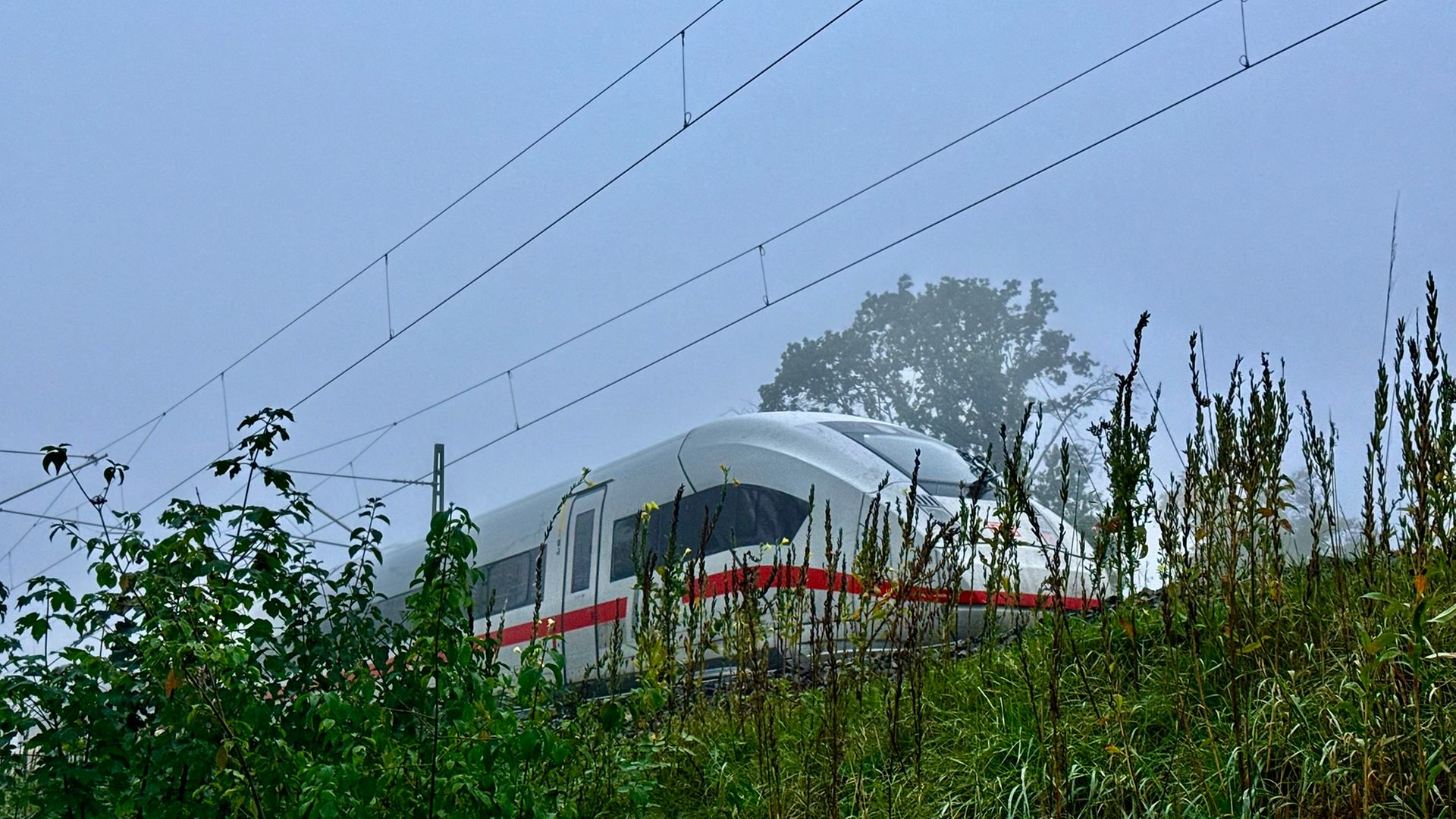Ein ICE fährt an einer Wiese mit hohem Gras entlang