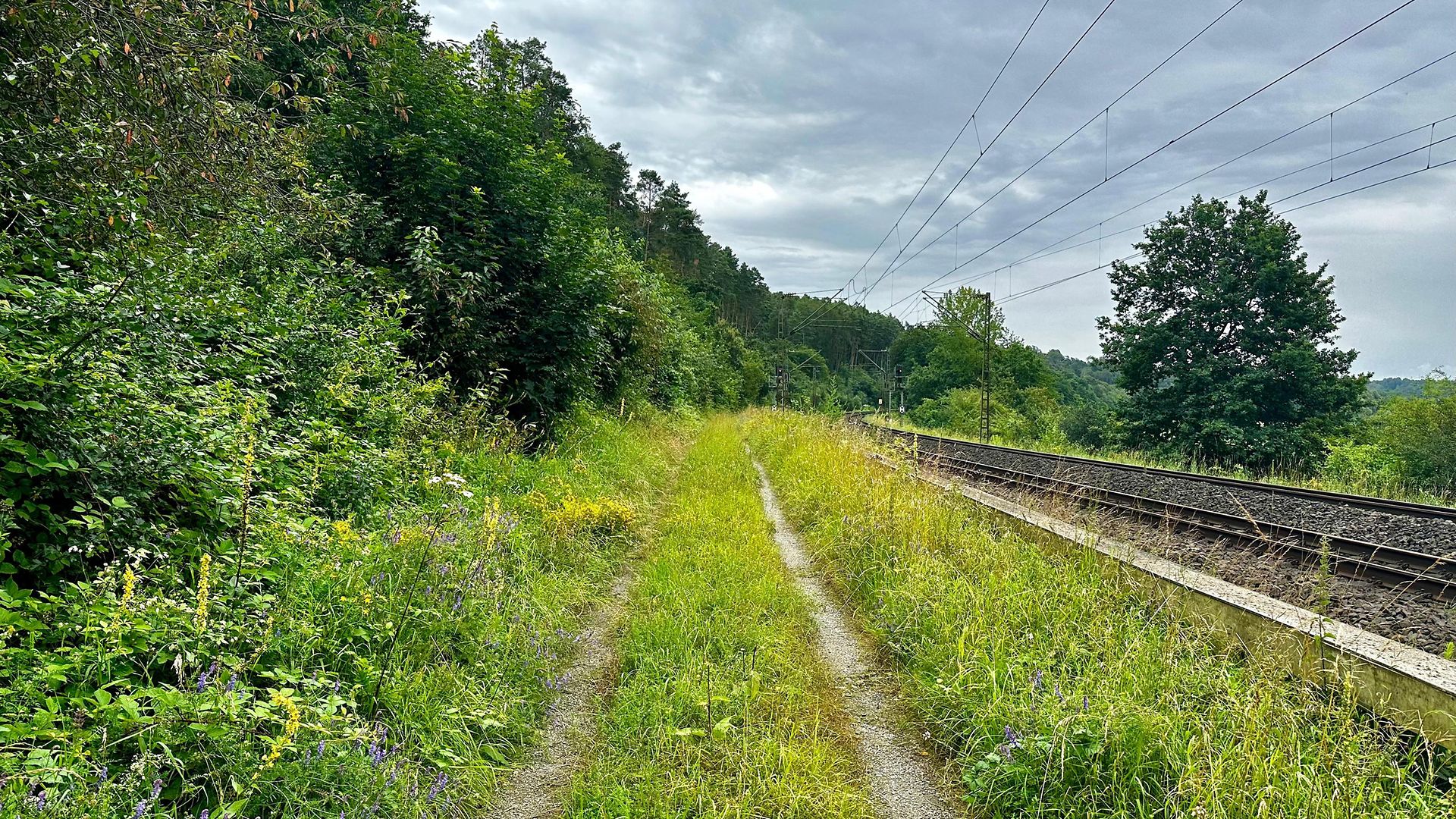 Bäume und Gräser stehen entlang einer Bahnstrecke